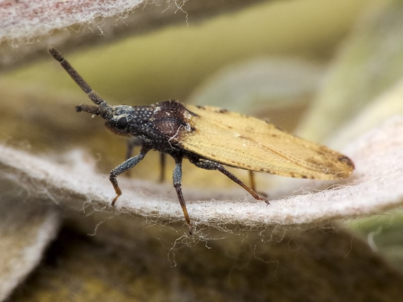 Catoplatus carthusianus (Goeze, 1778)